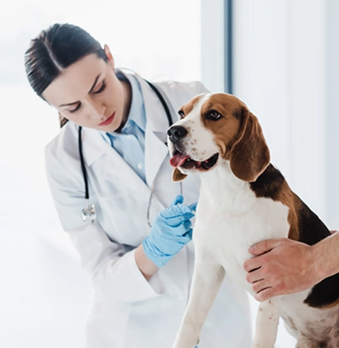 Balışeyh Veteriner